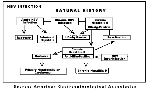 HBV Infection - Natural History